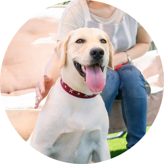 大型犬イメージ