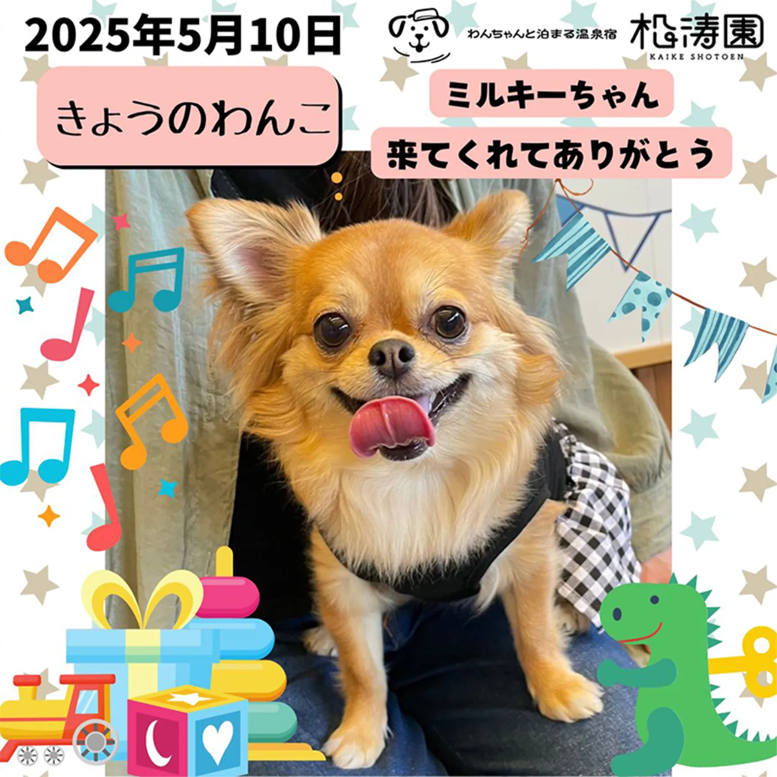 2025年5月10日 きょうのわんこ ミルキーちゃん
