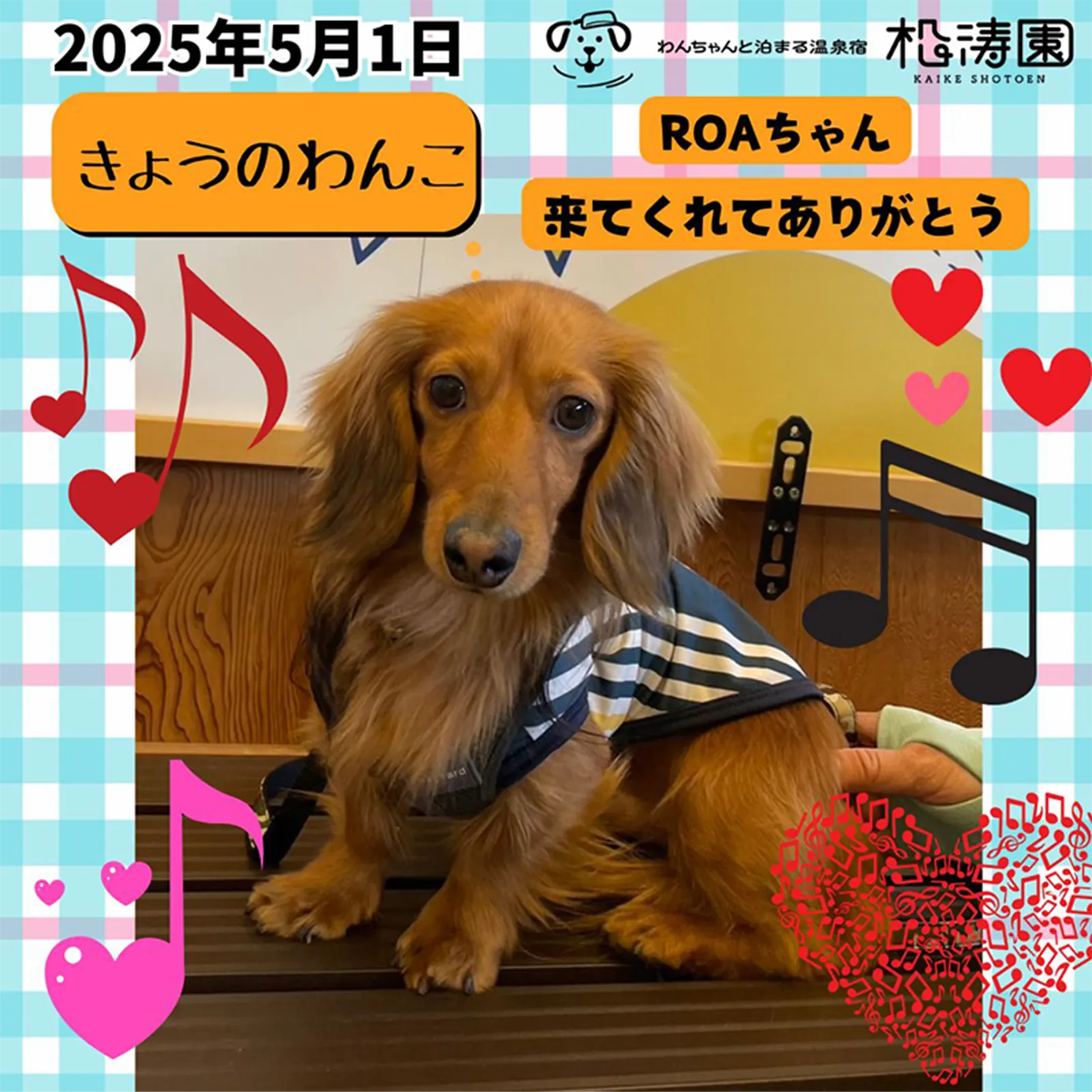 2025年5月1日 きょうのわんこ ROAちゃん