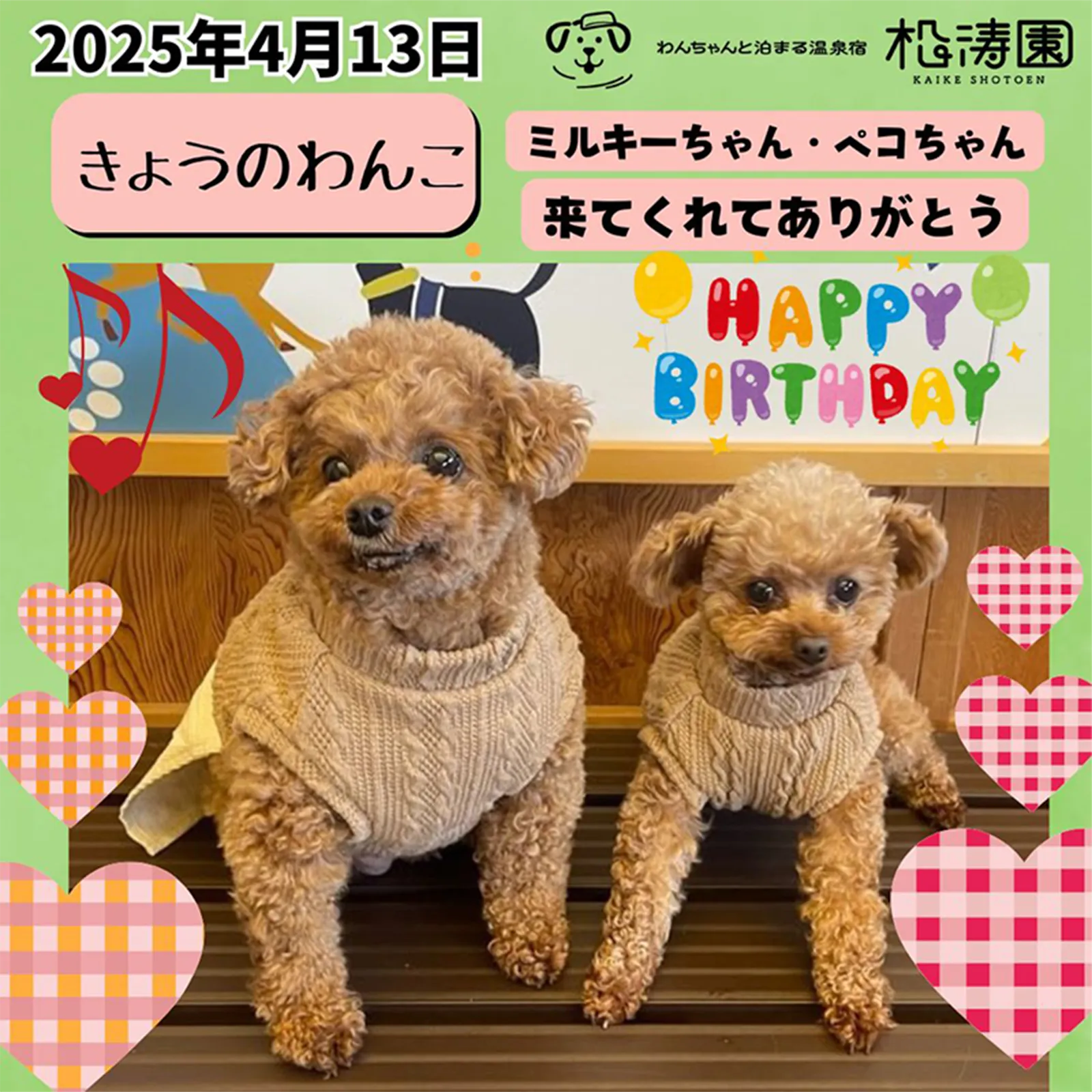 2025年4月13日 きょうのわんこ ミルキーちゃん・ペコちゃん