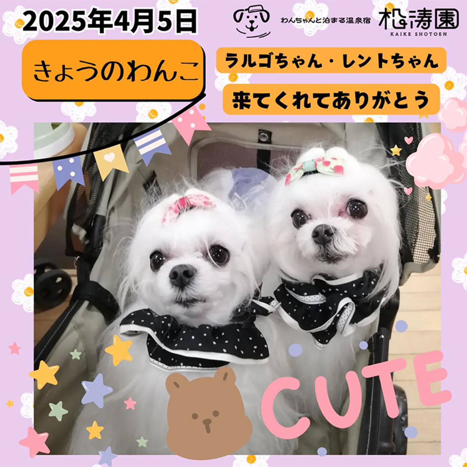 2025年4月5日 きょうのわんこ ラルゴちゃん・レントちゃん