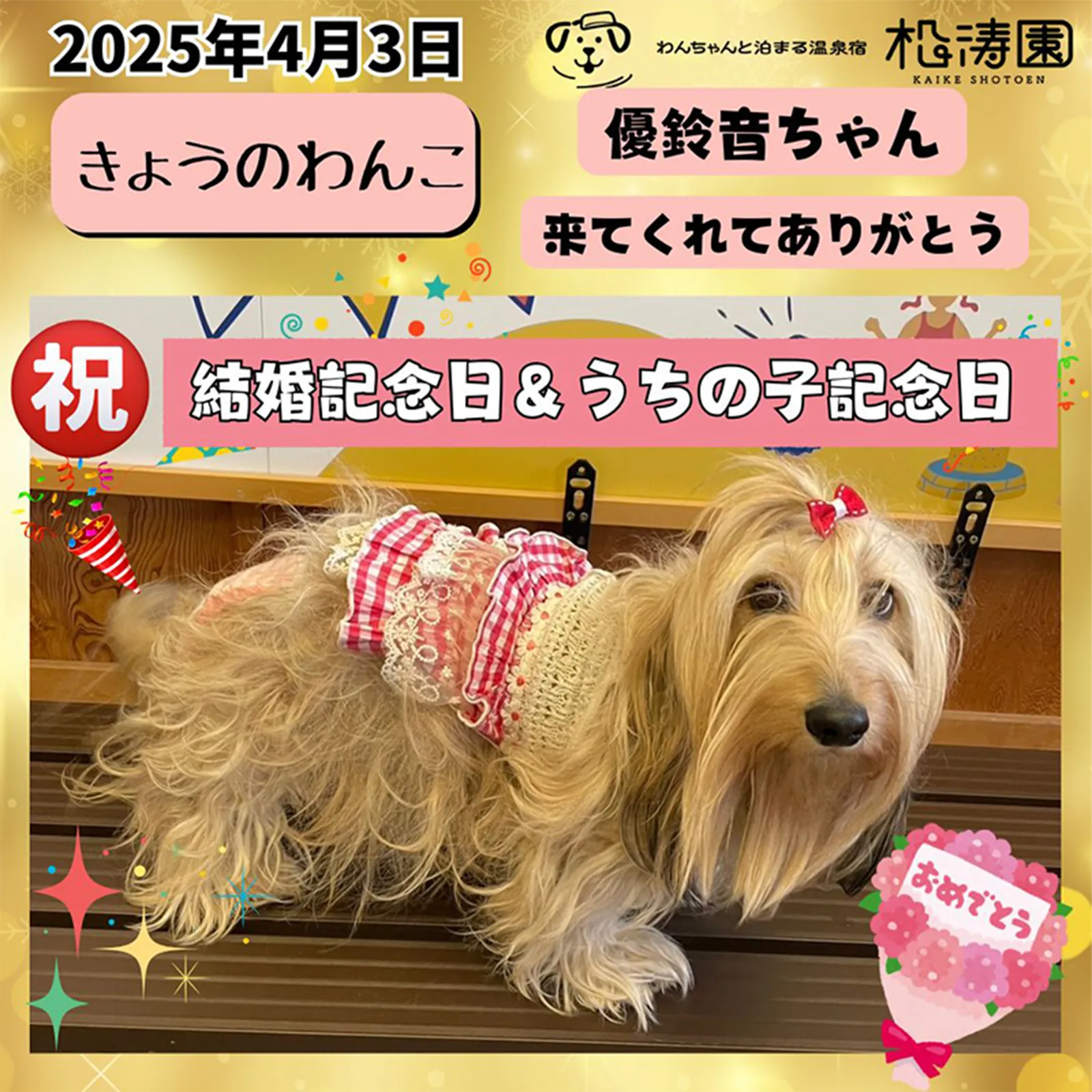 2025年4月3日 きょうのわんこ 優鈴音ちゃん 祝 結婚記念日＆うちの子記念日