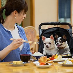 わんちゃんお料理 イメージ